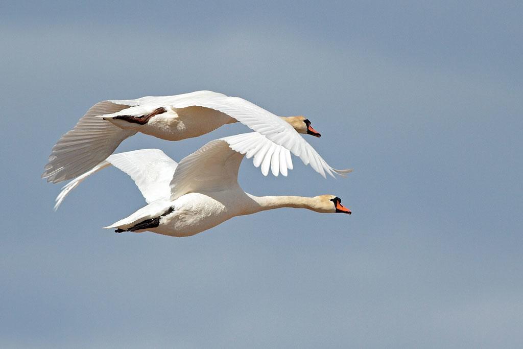 Takern Vandrarhem Svanshals Esterno foto