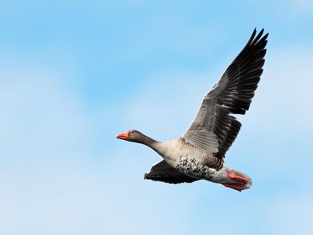 Takern Vandrarhem Svanshals Esterno foto