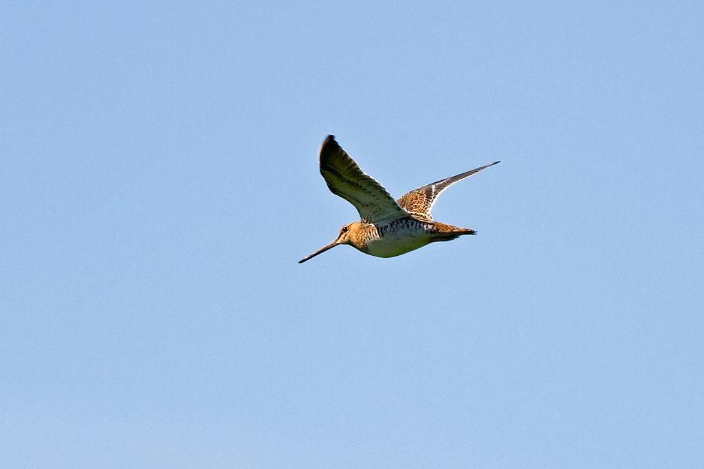Takern Vandrarhem Svanshals Esterno foto